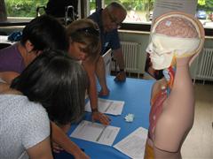 Station 3 - Welche Organe werden durch den Alkoholkonsum geschädigt?